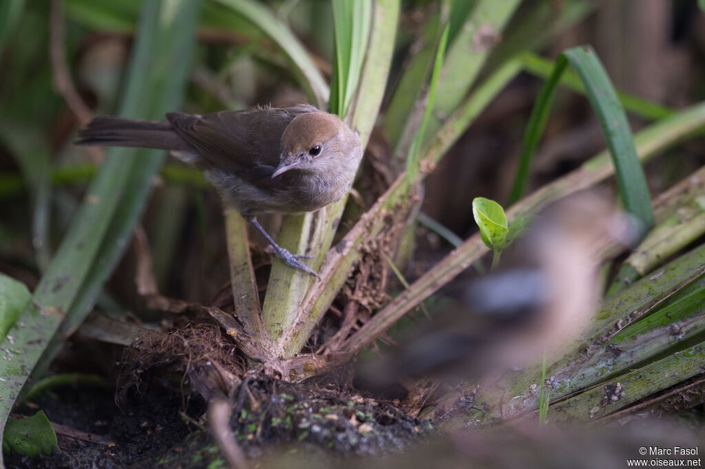 Eurasian Blackcap female adult post breeding, identification, care