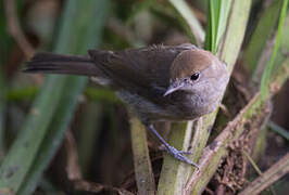 Eurasian Blackcap