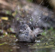 Eurasian Blackcap