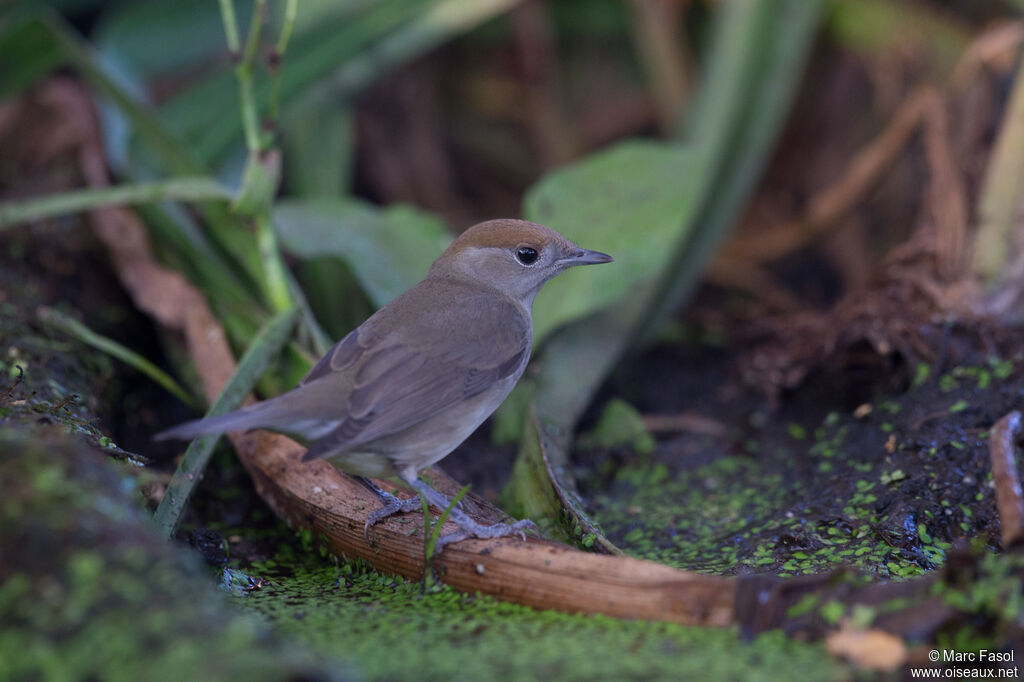 Eurasian Blackcap female adult, identification