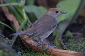 Eurasian Blackcap