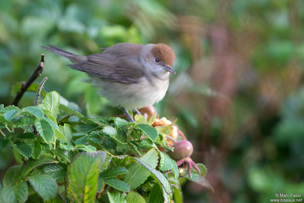 Eurasian Blackcap female adult, identification, eats