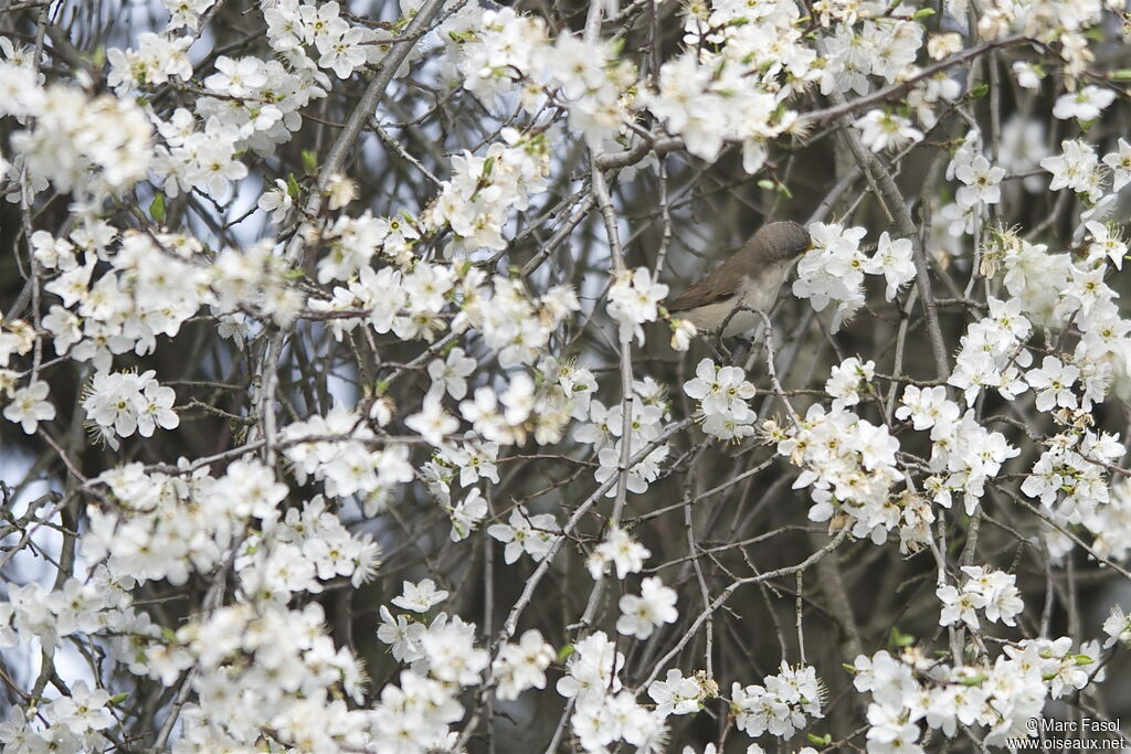 Lesser Whitethroatadult breeding, Behaviour