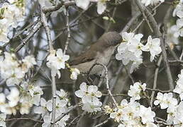 Lesser Whitethroat