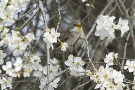 Lesser Whitethroat