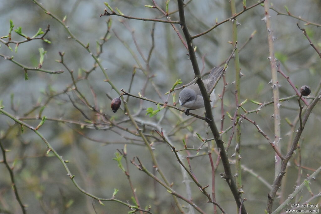 Lesser Whitethroatadult, identification