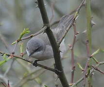 Lesser Whitethroat