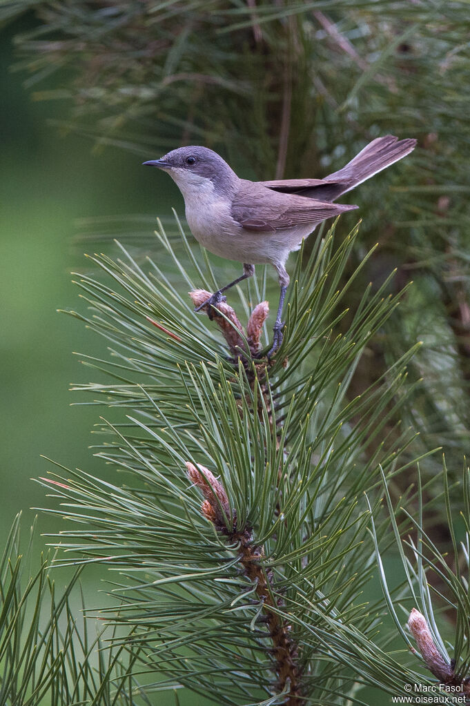 Lesser Whitethroatadult breeding, identification