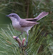 Lesser Whitethroat