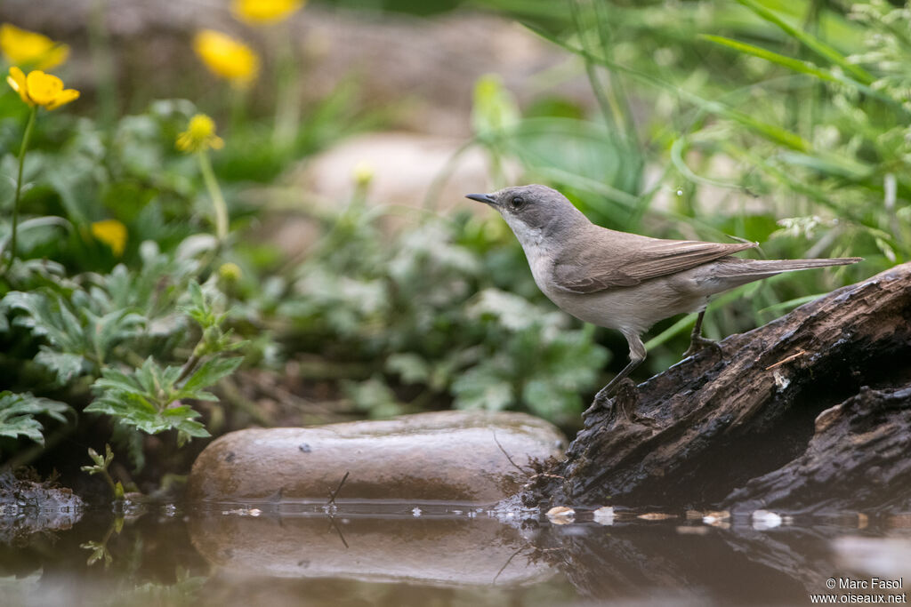 Lesser Whitethroatadult breeding, identification, drinks