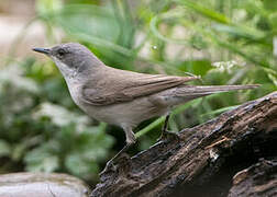 Lesser Whitethroat