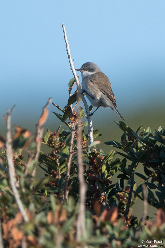 Lesser Whitethroat male, adult, breeding, identification