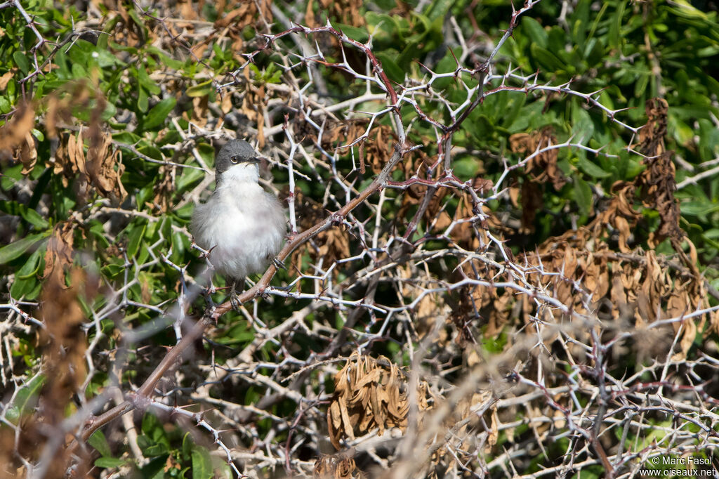 Lesser Whitethroat male, adult, identification