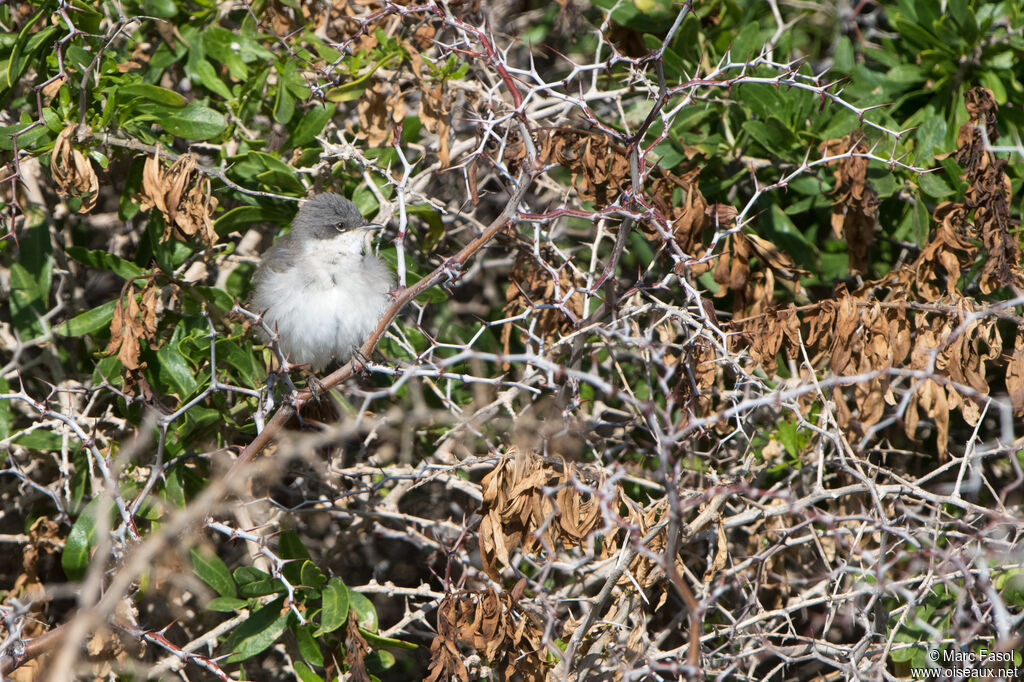 Lesser Whitethroat male, adult, breeding, identification