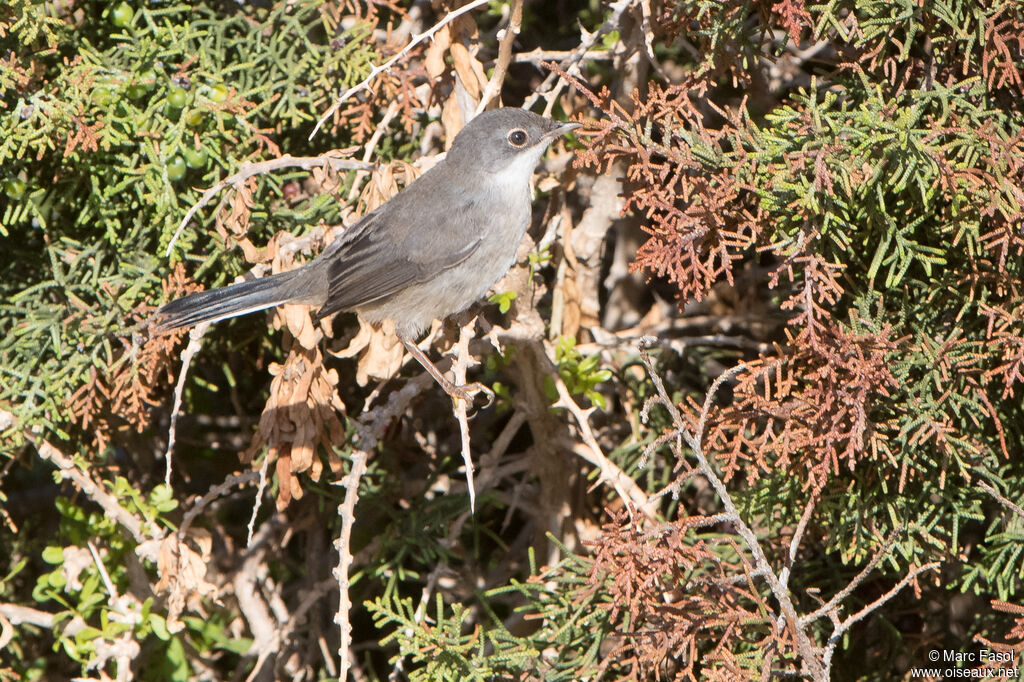 Fauvette de Ménétries femelle adulte, identification