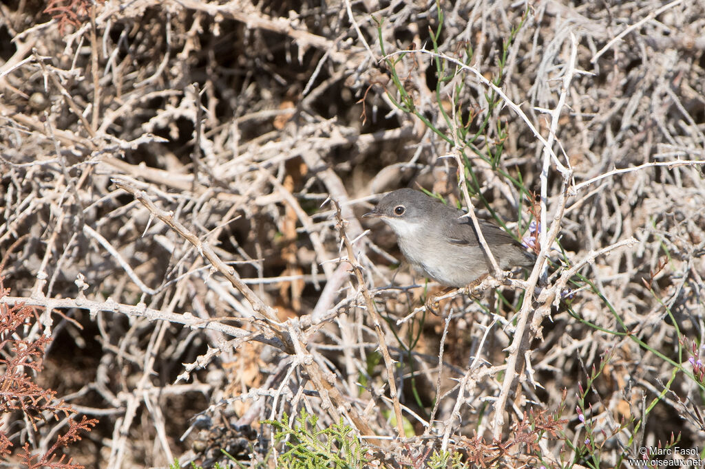 Fauvette de Ménétries