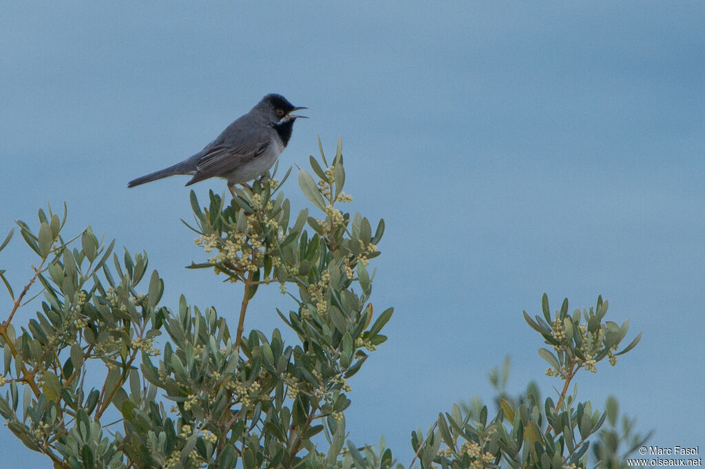 Rüppell's Warbler male adult, song