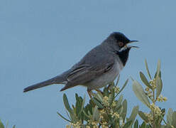 Rüppell's Warbler