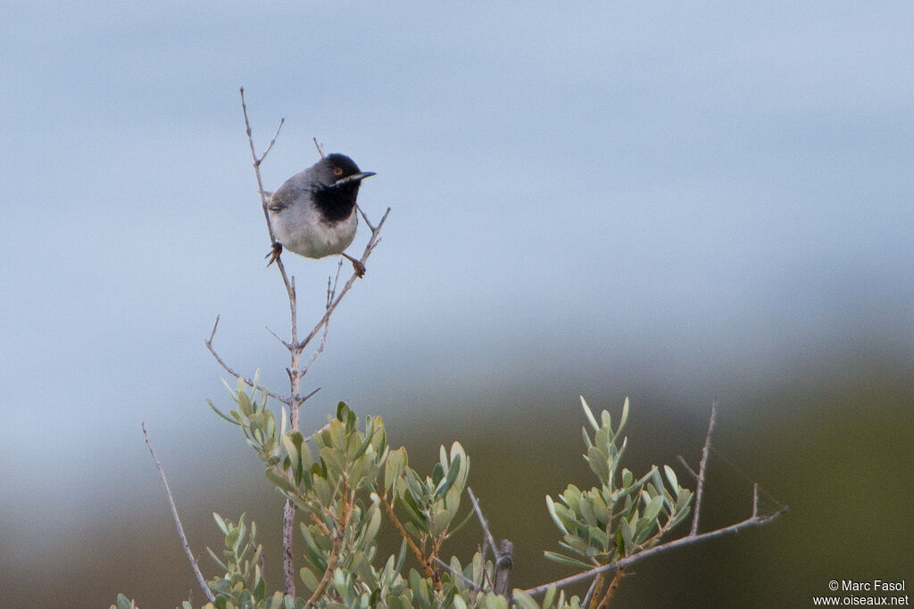 Rüppell's Warbler male adult, identification