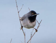 Rüppell's Warbler