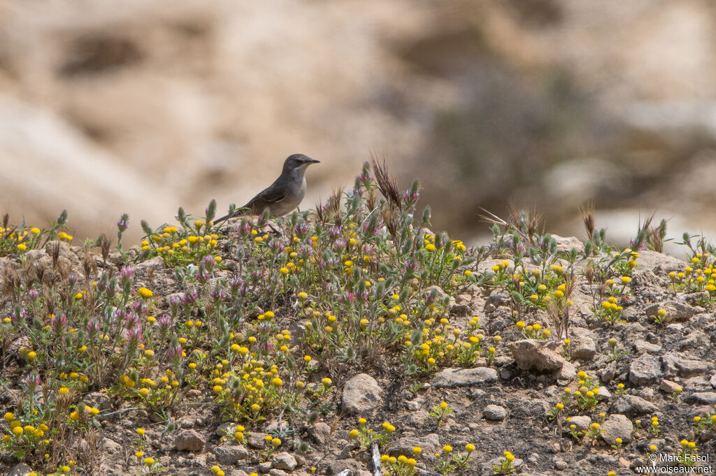 Fauvette de Rüppell femelle adulte, identification