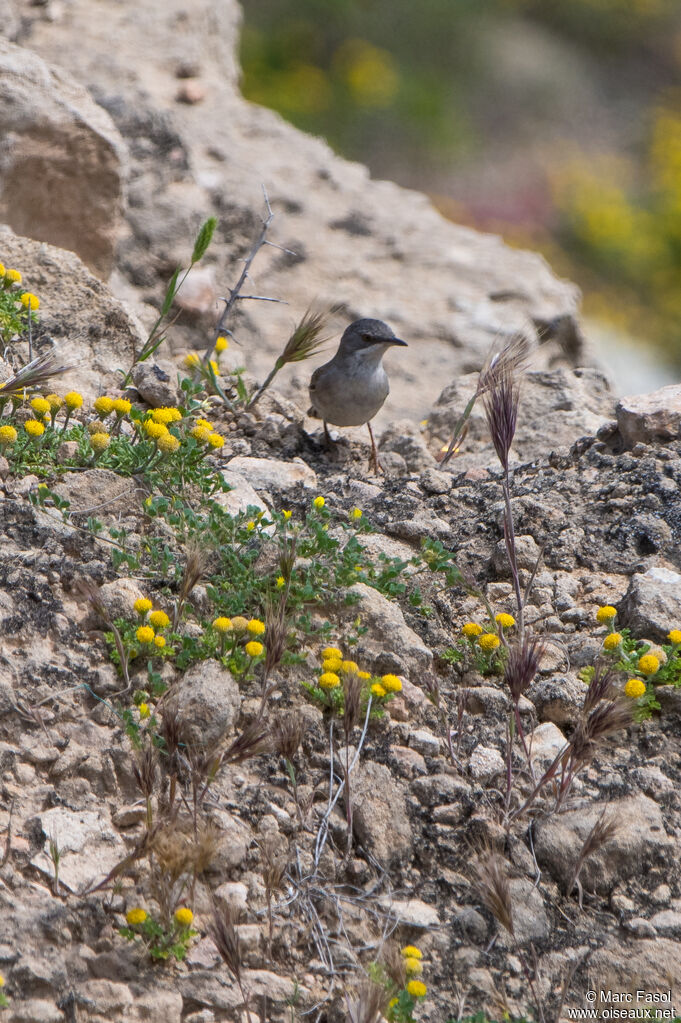 Fauvette de Rüppell femelle adulte, identification