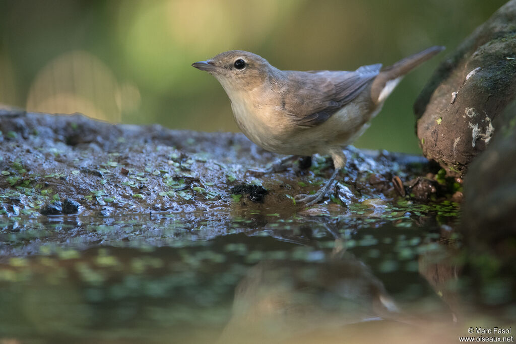 Fauvette des jardins