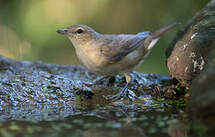 Fauvette des jardins