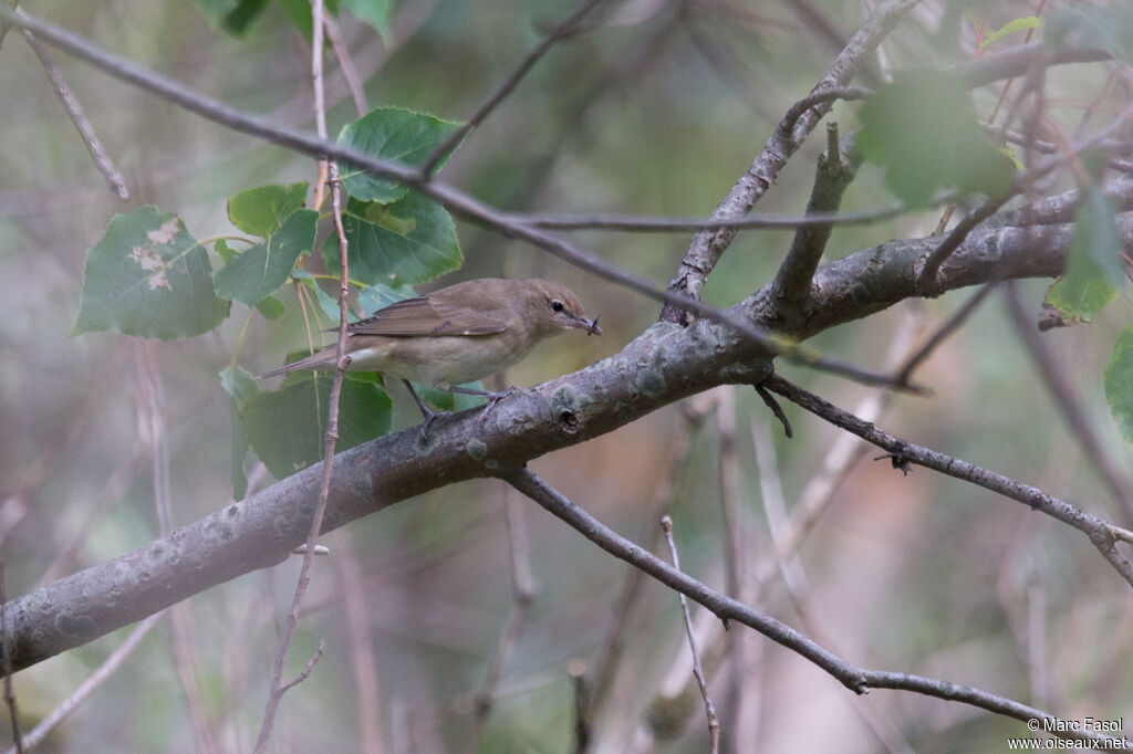 Garden Warbler, identification, feeding habits