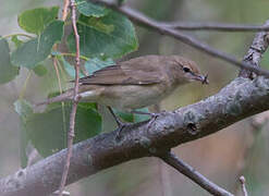 Garden Warbler