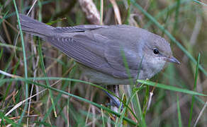 Garden Warbler