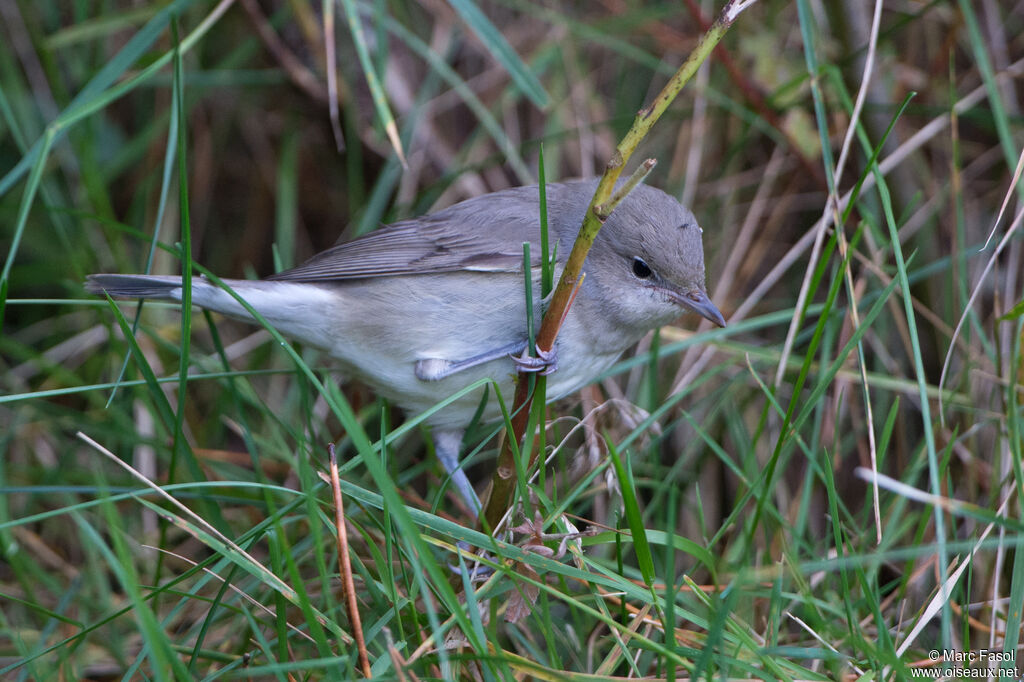 Garden Warbler