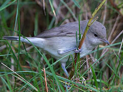 Garden Warbler