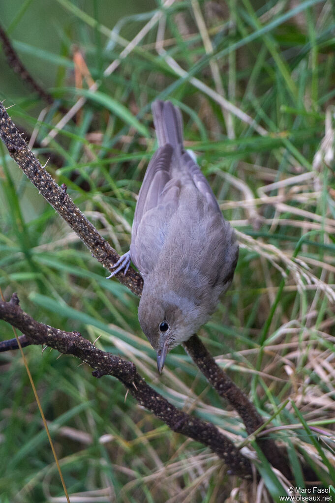 Garden Warbler