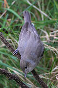 Garden Warbler