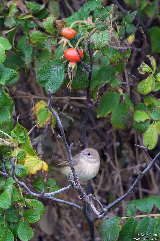 Fauvette des jardins