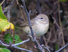 Garden Warbler