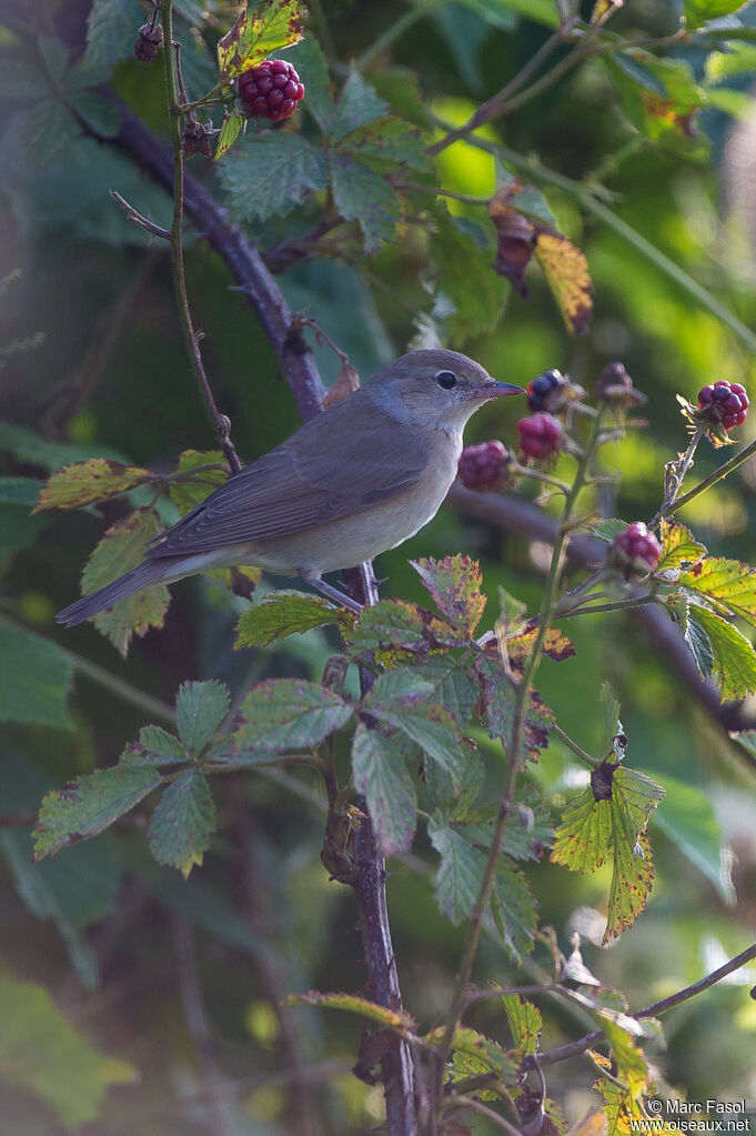 Fauvette des jardinsadulte, identification