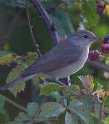 Garden Warbler