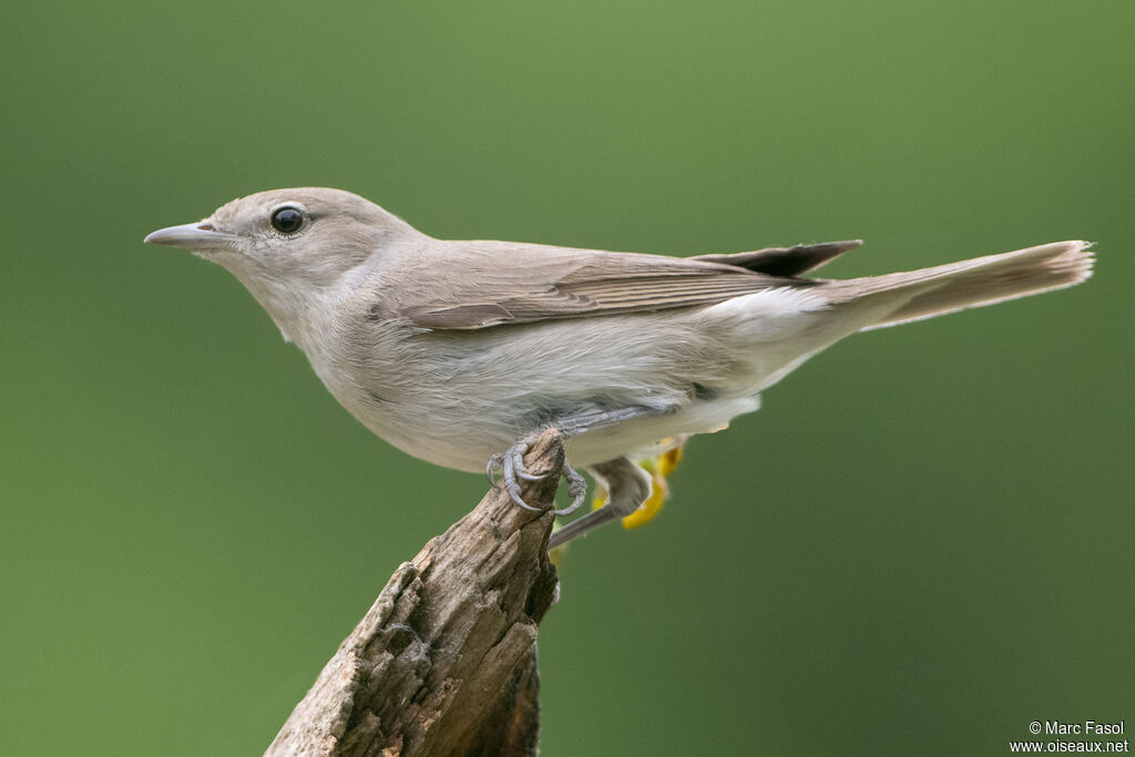 Garden Warbleradult, identification