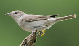 Garden Warbler