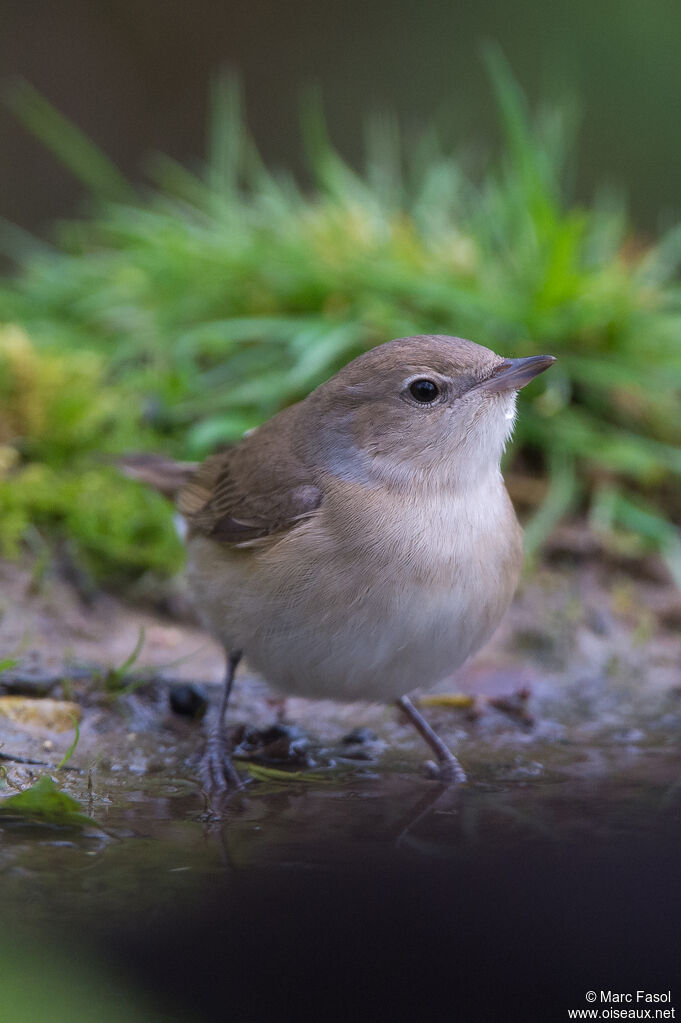 Garden Warbleradult, identification, drinks