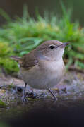 Garden Warbler