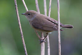 Garden Warbler