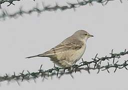 Barred Warbler