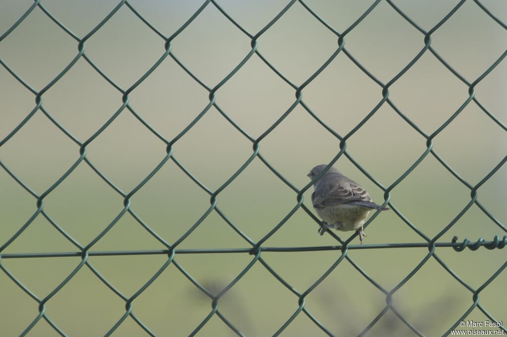 Fauvette épervière1ère année, identification