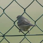 Barred Warbler