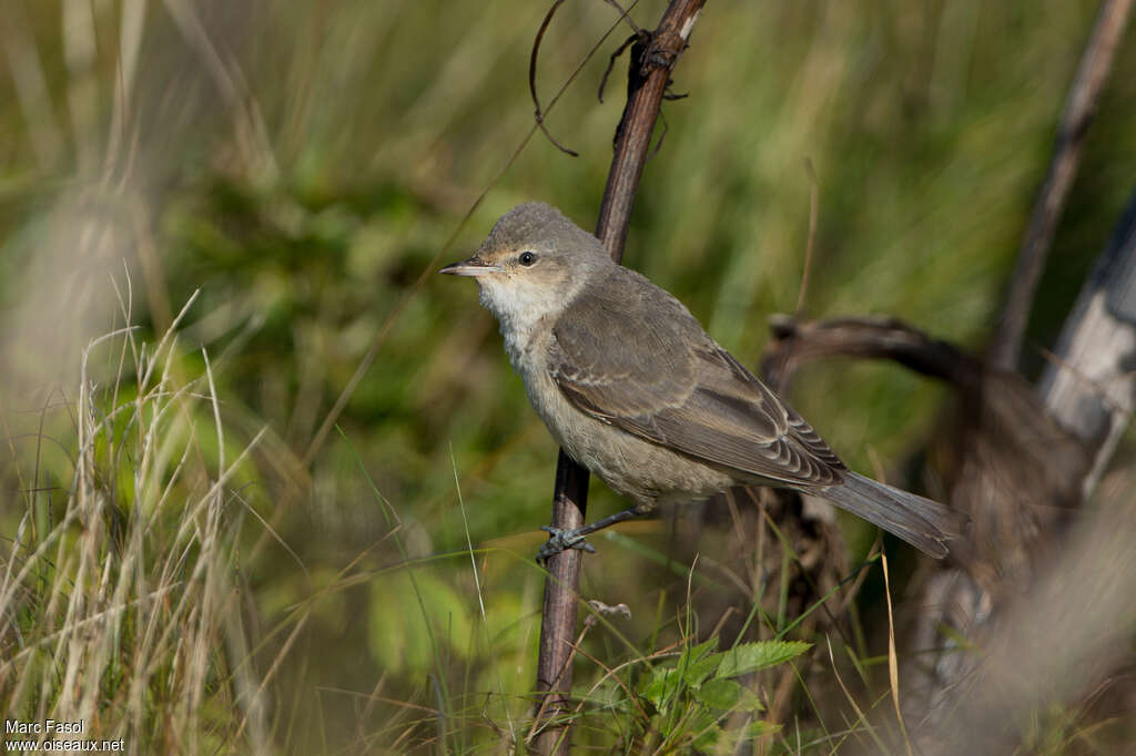 Fauvette épervière1ère année, identification