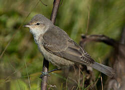 Barred Warbler