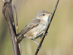 Barred Warbler